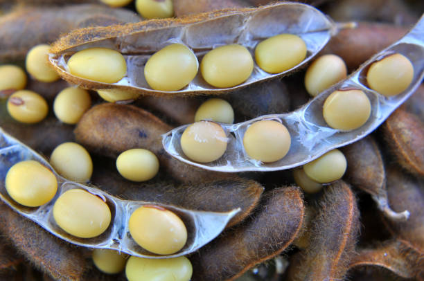 istock Ripe soybeans with pods 1416836253