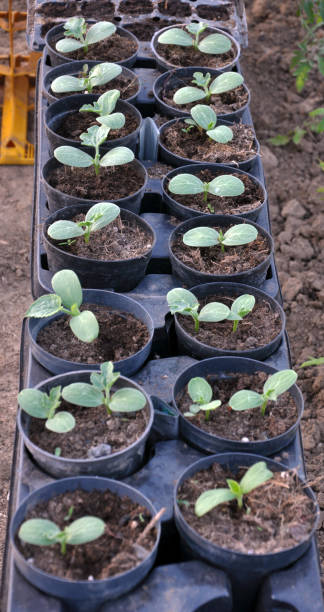 istock Growing seedlings of cucumbers in plastic pots 1416836270