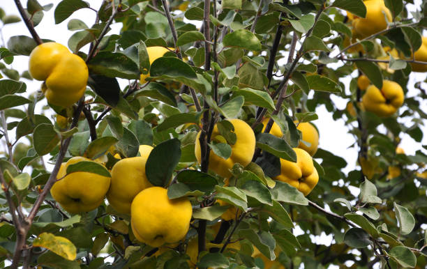 branch of the tree with the fruits of quince - quince imagens e fotografias de stock