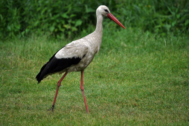 istock White stork walks in the grass 1416839987