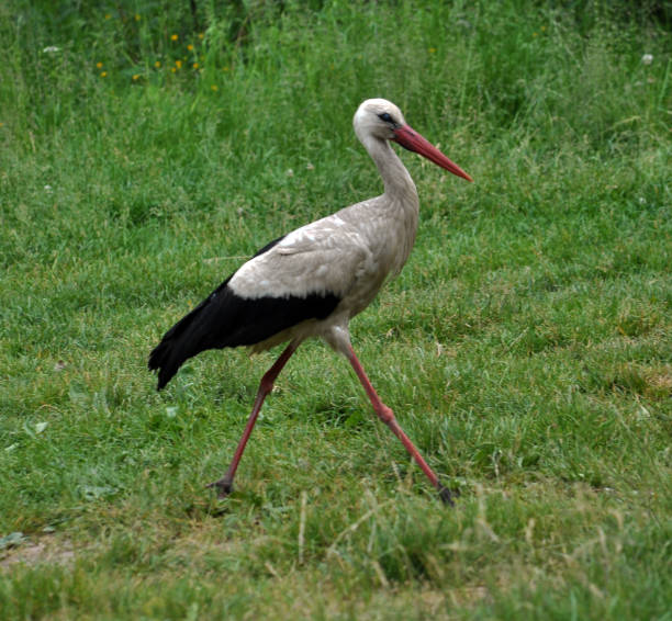 istock White stork walks in the grass 1416840003