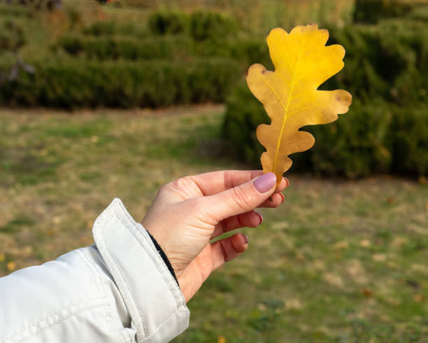 istock Single autumn oak leaf in female hand. 1416842330