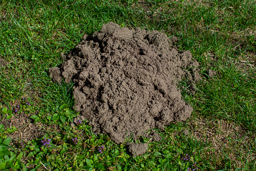 Dug soil by a mole on the lawn.