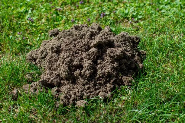 Dug soil by a mole on the lawn.