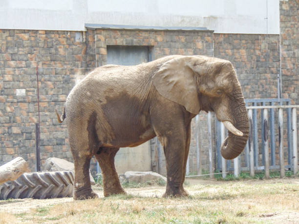 istock a big african elephant at zoo. Elephant in the summer 1416845080