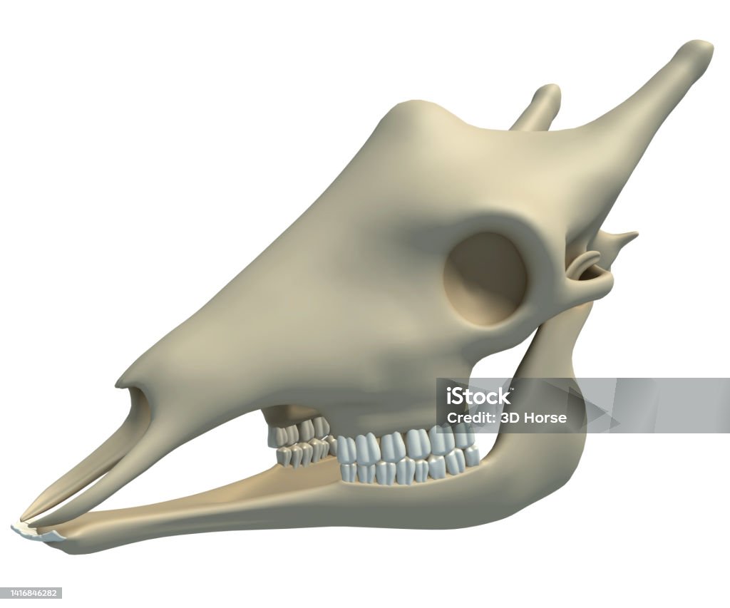 Giraffe Skull Animal Anatomy 3d Rendering On White Background Stock