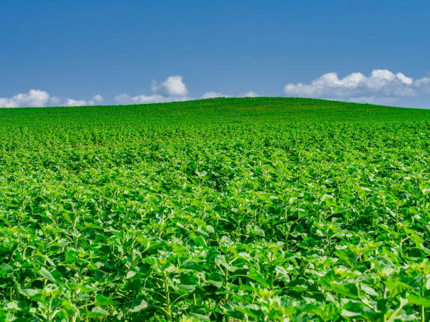 istock A serene green hill under a blue sky. 1416848144