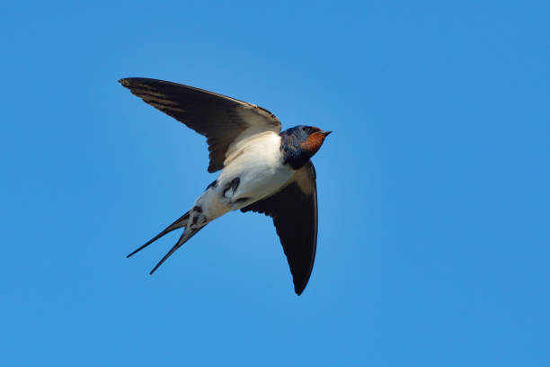 istock Barn swallow (Hirundo rustica) flying in the summer. 1416857154