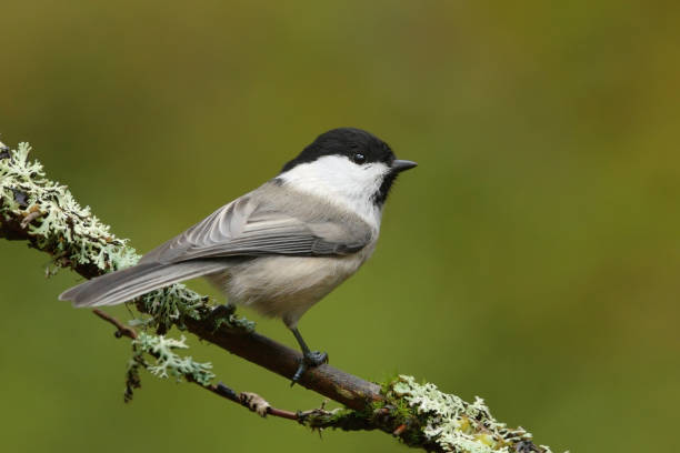 istock Willow tit (Poecile montanus) sitting on a branch in the forest. 1416859574