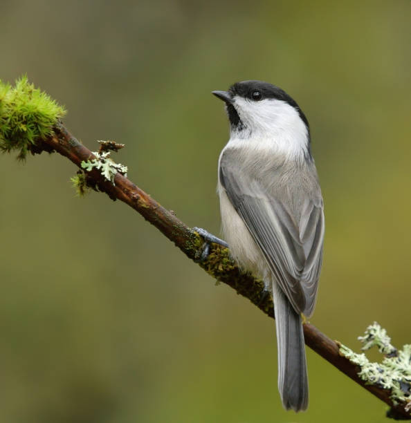 istock Willow tit (Poecile montanus) sitting on a mossy branch in the forest. 1416859579