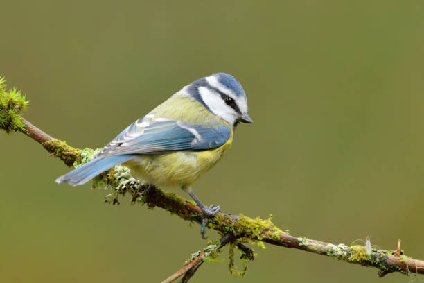 istock Eurasian blue tit (Cyanistes caeruleus) in the forest. 1416860113