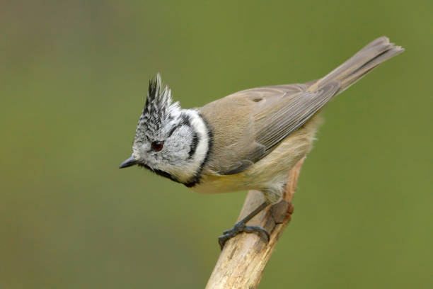 istock European crested tit (Lophophanes cristatus) in the forest. 1416860643
