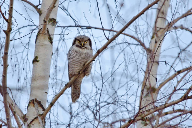 coruja-do-norte (surnia ulula) sentada em uma bétula e procurando presas. - northern hawk owl - fotografias e filmes do acervo