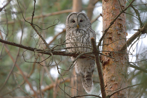 Ural owl (Strix uralensis) sitting in pine tree.