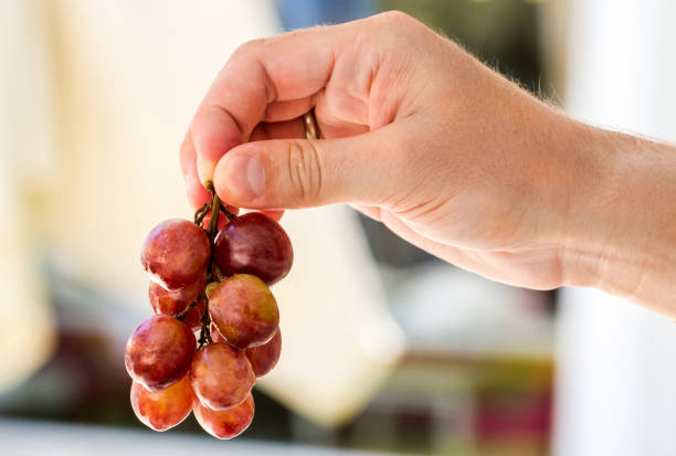 Bunch of ripe grapes in male hand