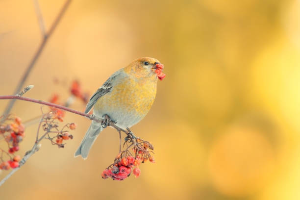 istock Pine grosbeak (Pinicola enucleator) female feeding on rowan berries in fall. 1416861917