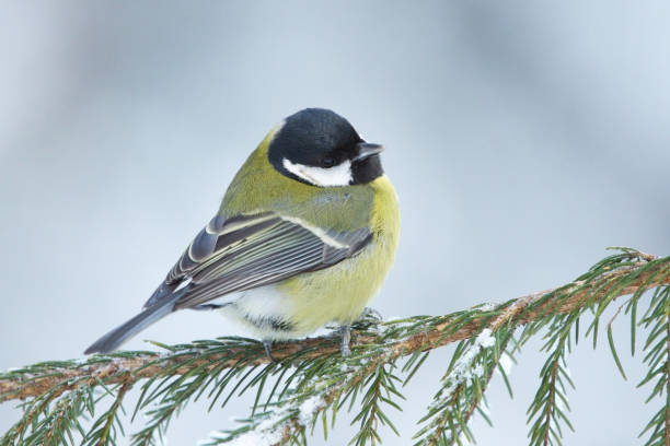 istock Great tit (Parus major) resting on a spruce branch in winter. 1416861999