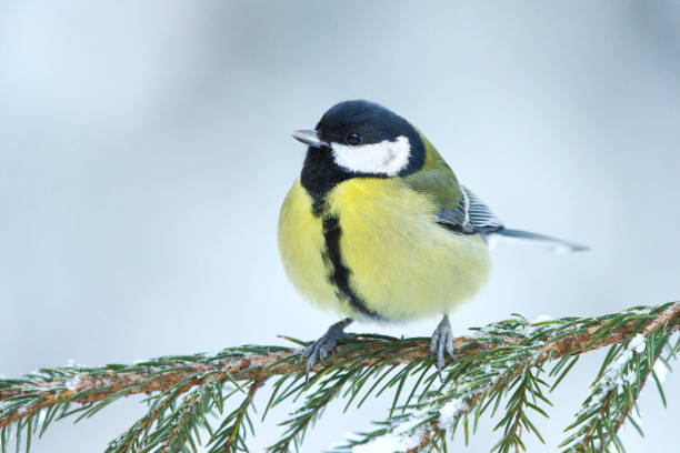 Great tit (Parus major) resting on a spruce branch in winter.