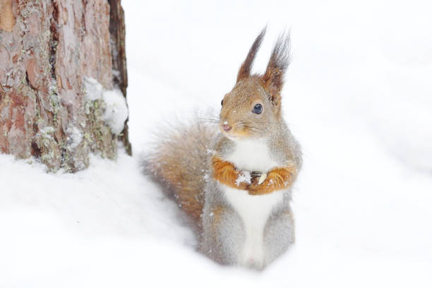 istock Red squirrel (Sciurus vulgaris) standing in snow in winter. 1416862039
