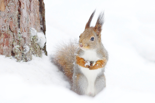 Red squirrel (Sciurus vulgaris) standing in snow in winter.