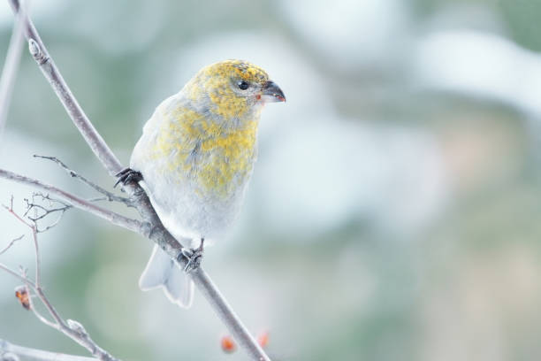 istock Pine grosbeak (Pinicola enucleator) female feeding on rowan berries in winter. 1416862071