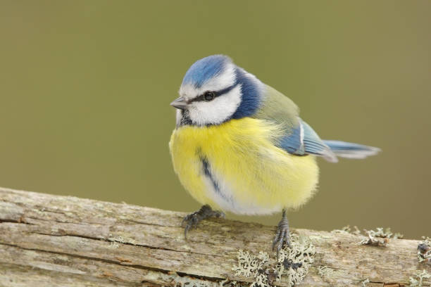 istock Eurasian blue tit (Cyanistes caeruleus) in the forest. 1416862219