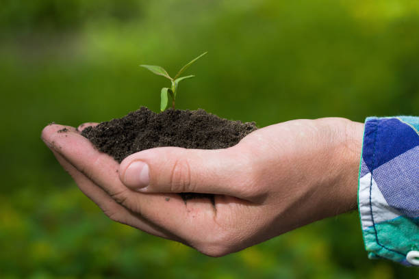 istock Small green sprout with soil in hand 1416862477