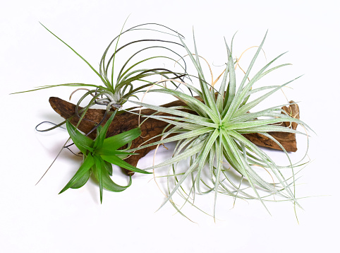 air plants and driftwood