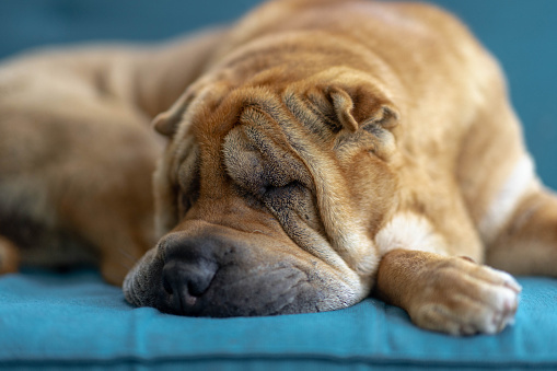 Close up of an old Shar-Pei dog sleeping on a blue sofa.