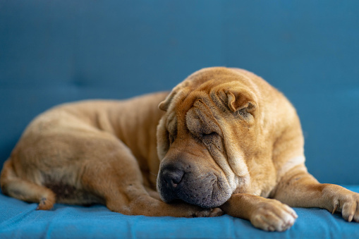 Shar-Pei dog curled up sleeping on a blue sofa.
