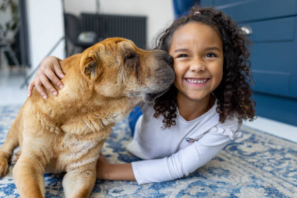 Love My Pet Dog A visually impaired shar-pei pet dog kisses a young girl who is a member of the family. They are both lying on the floor. The girl has an excited, positive emotion on her face. senior dog stock pictures, royalty-free photos & images