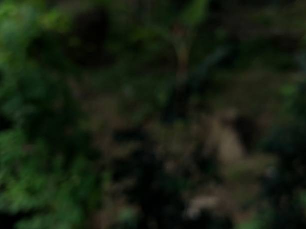 istock green garden blur photo 1416887561