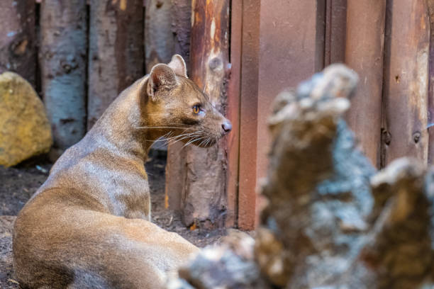 istock The Fossa of Madagascar 1416894076