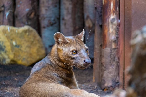 istock The Fossa of Madagascar 1416894966