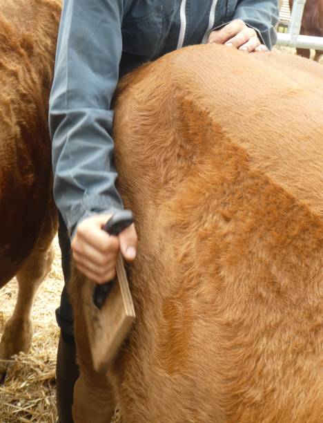 istock brushing cattle at an outdoor show 1416898489