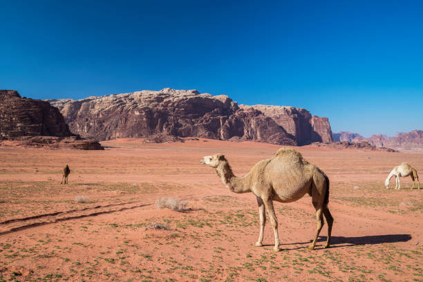 istock Camels at Wadi Rum desert 1416900786