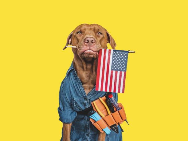istock LABOR DAY. Lovable brown puppy and hand tools 1416907684