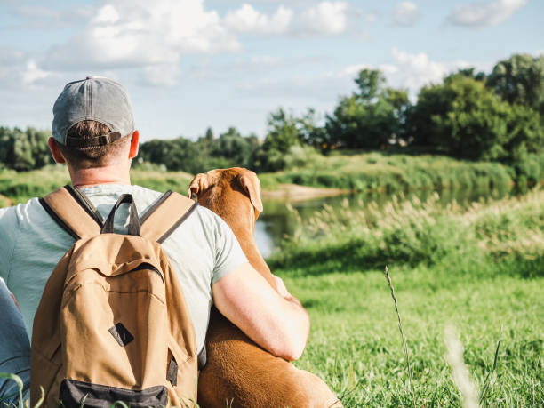 istock Charming, pretty brown puppy and attractive man 1416908834