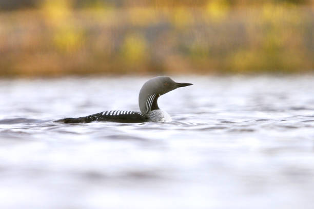 Black-throated loon (Gavia arctica) swimming in a lake in spring. Black-throated loon (Gavia arctica) swimming in a lake in spring. arctic loon stock pictures, royalty-free photos & images