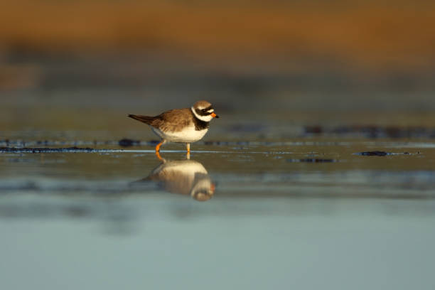 istock Common ringed plover or ringed plover (Charadrius hiaticula) searching for food in the wetlands. 1416909208
