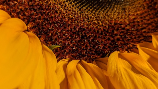 Close up of sunflower