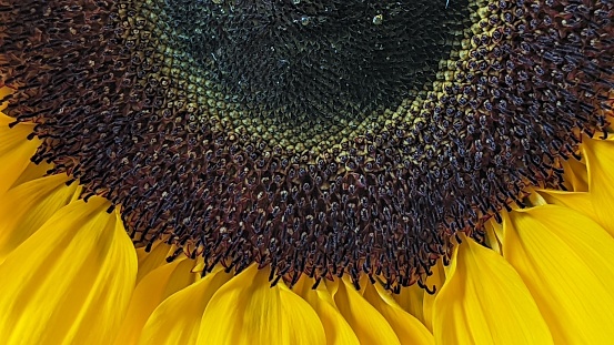 Sunflower in close up