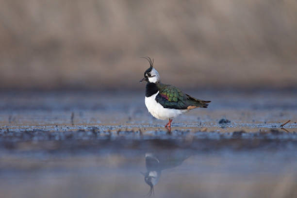 nördlicher kiebitz (vanellus vanellus) auf der suche nach nahrung in den feuchtgebieten in der abenddämmerung. - kiebitz stock-fotos und bilder