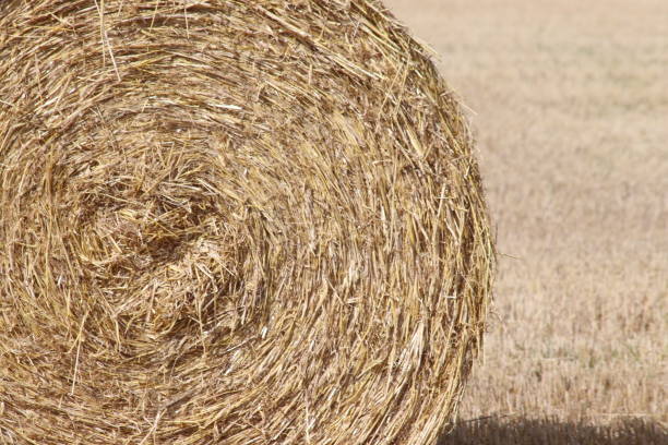 istock Bale of hay 1416913115