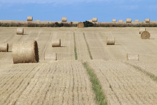 Bales of hay in field at harvest time