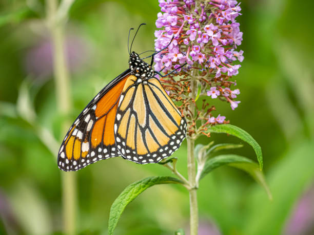 istock Monarch butterfly,Danaus plexippus 1416913762