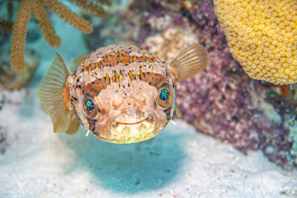 Tetraodontiformes. called pufferfish, puffers, balloonfish,