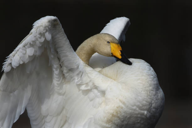 istock Whooper swan (Cygnus cygnus) with blue eyes stretching it's wings. 1416913887