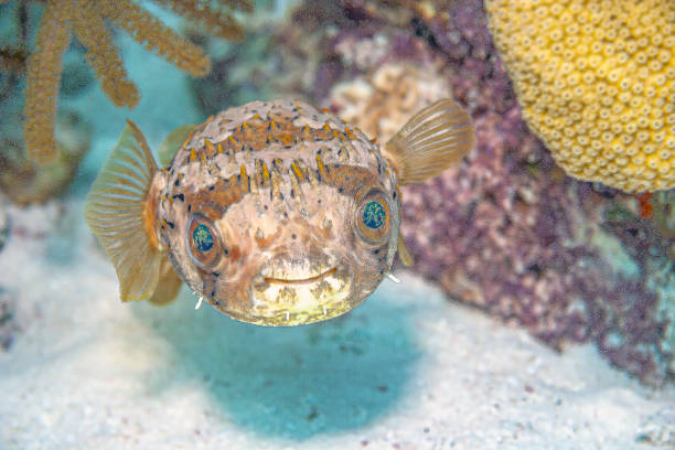 istock Tetraodontiformes. called pufferfish, puffers, balloonfish, 1416913905