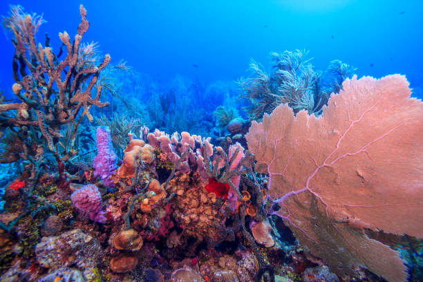 istock Caribbean coral garden,bonaire 1416913962